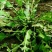 荠菜5cm以上