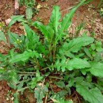 荠菜5cm以上