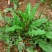 荠菜5cm以上
