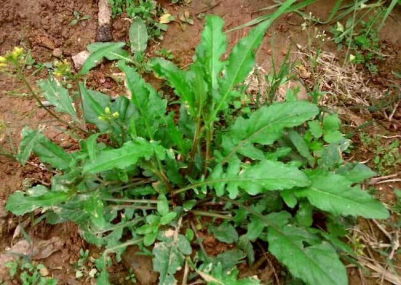 荠菜5cm以上