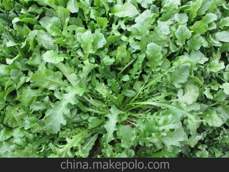 荠菜5cm以上