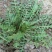荠菜5cm以上