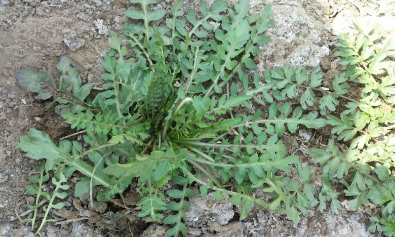 荠菜5cm以上