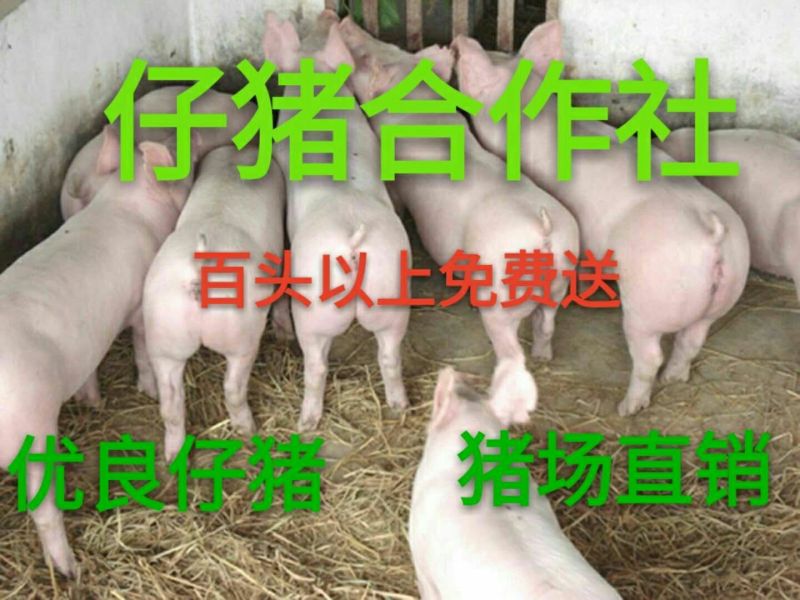 【仔猪】三元育肥猪苗包成活品种齐全免费送猪