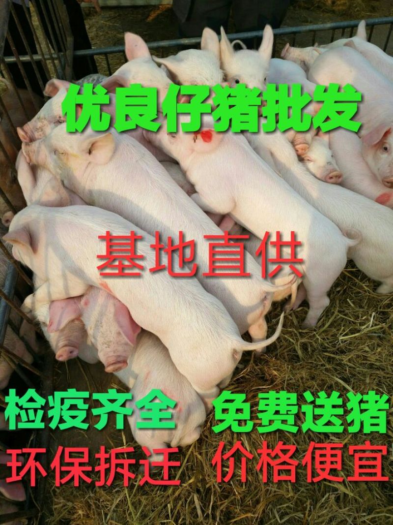 【仔猪】三元育肥猪苗包成活品种齐全免费送猪