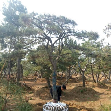造型松14公分
