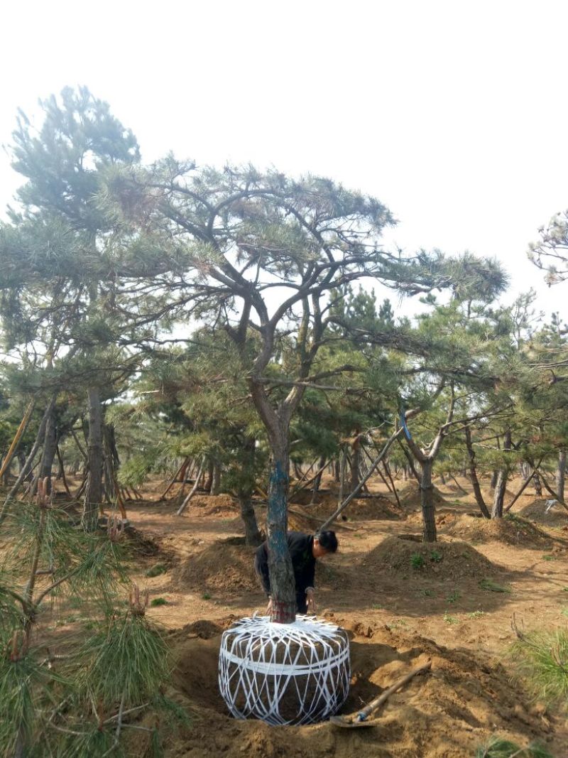 造型松14公分