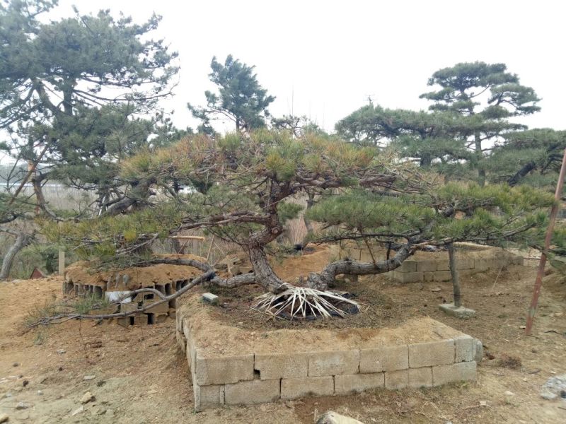 造型松14公分