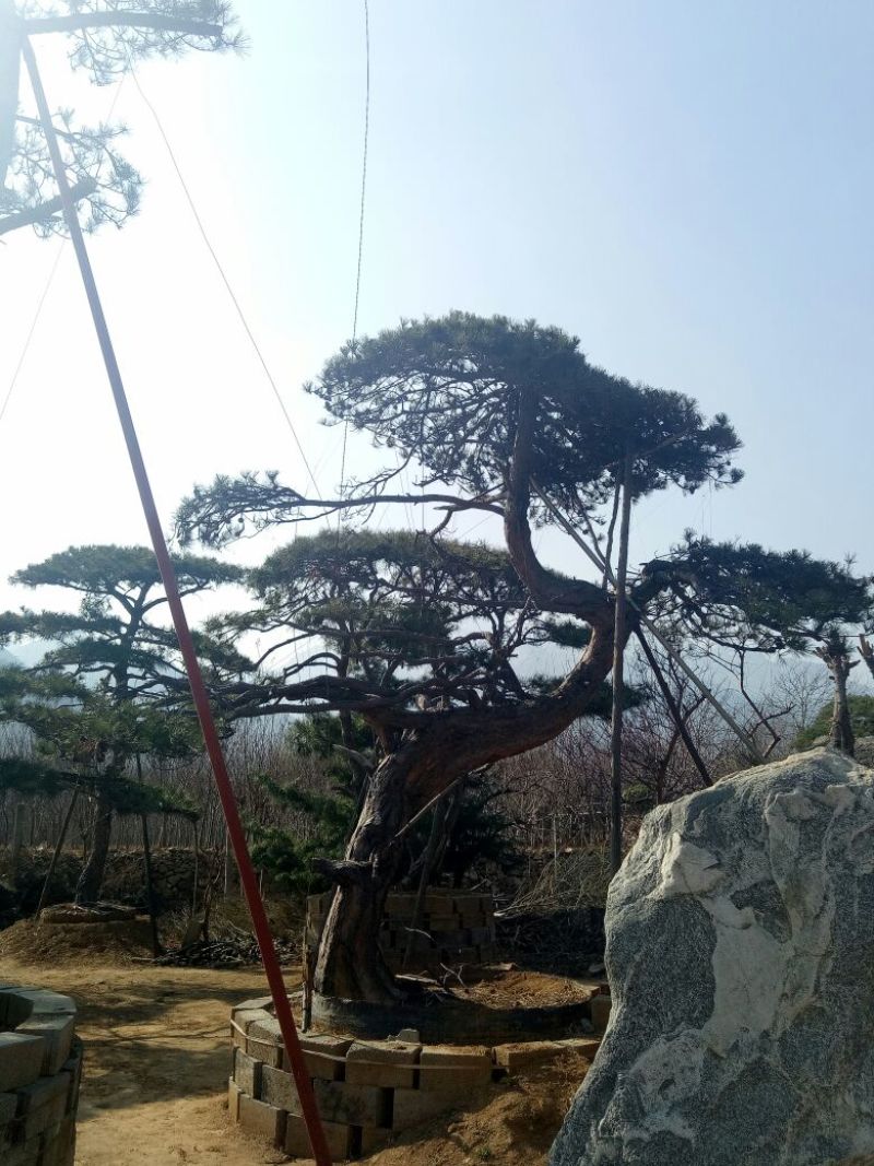 造型松14公分