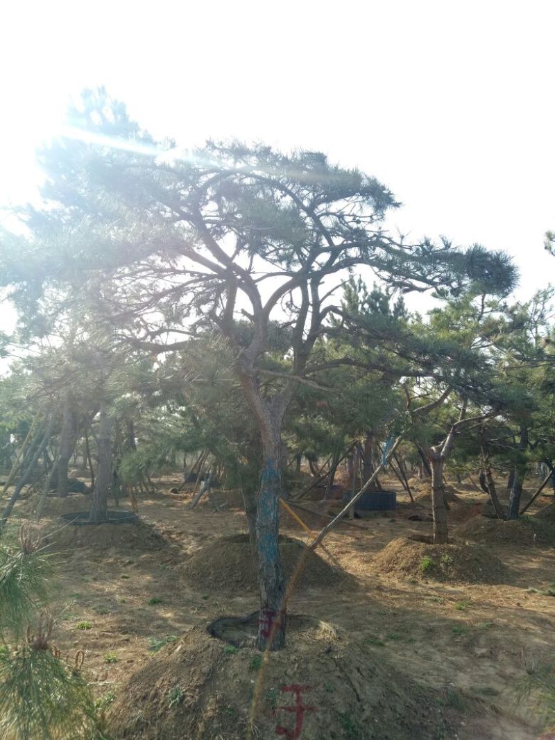 造型松14公分