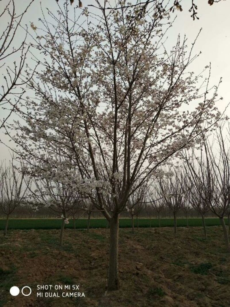 樱花树6~8cm