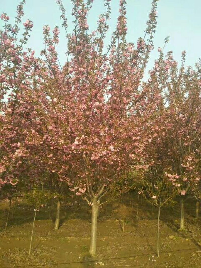 樱花树6~8cm