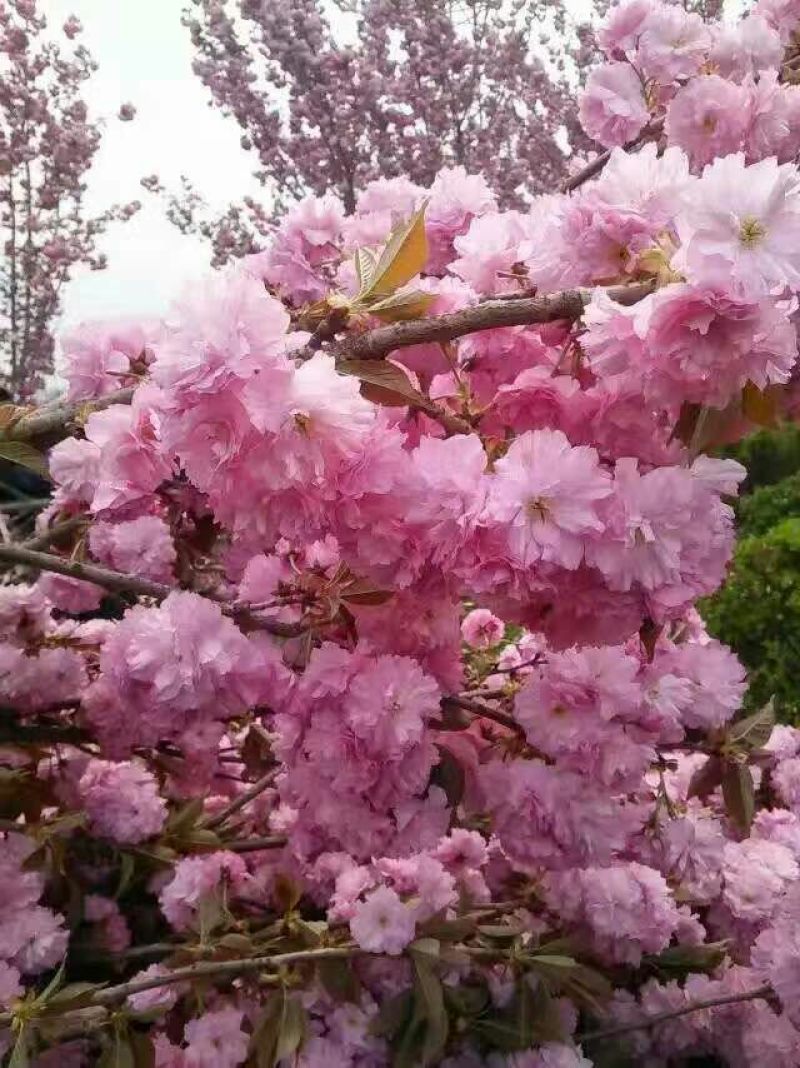 樱花树6~8cm