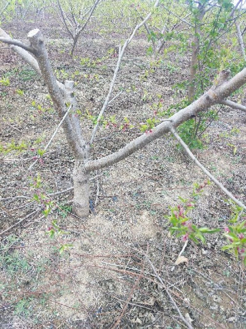 桃树8~10cm1.5~2米