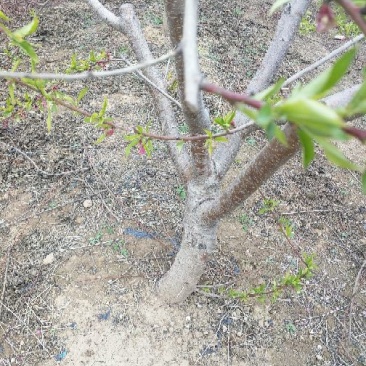 桃树8~10cm1.5~2米