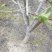 桃树8~10cm1.5~2米