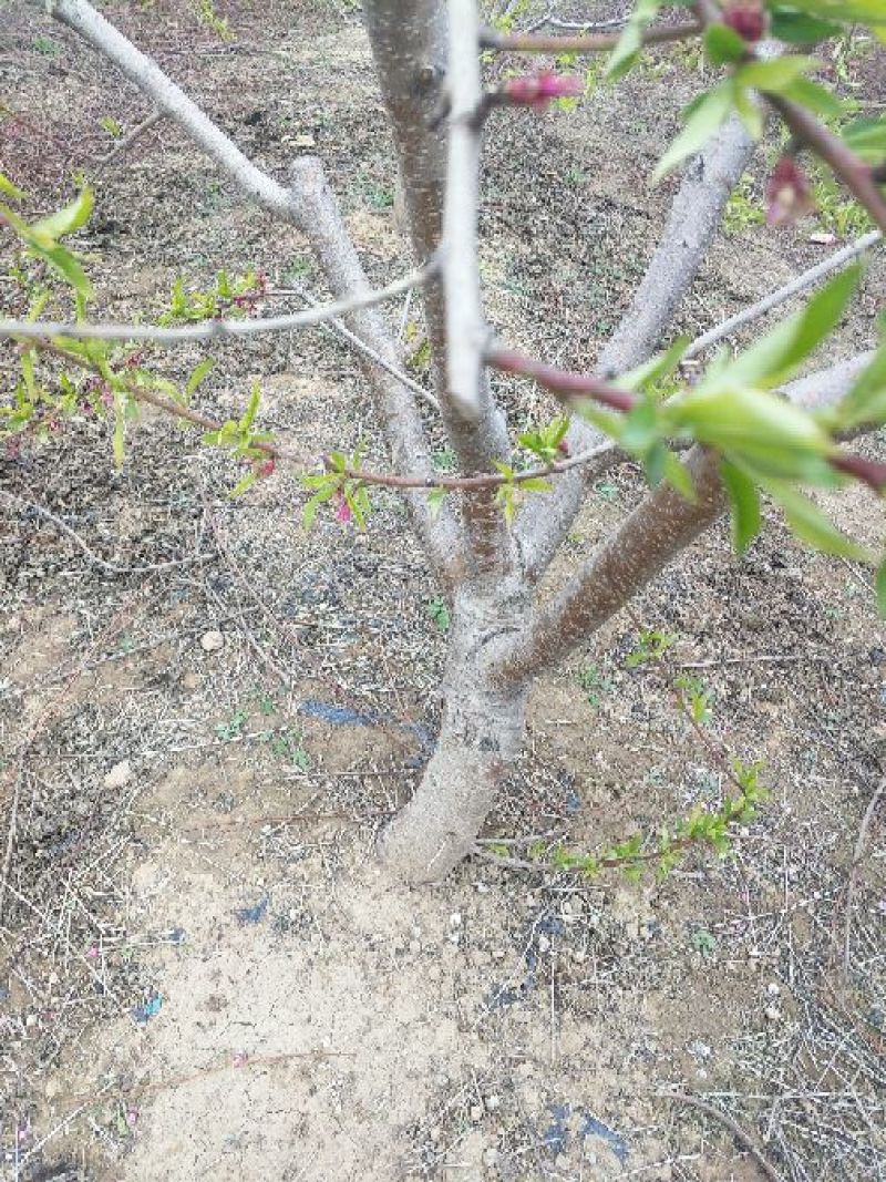桃树8~10cm1.5~2米