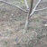 桃树8~10cm1.5~2米