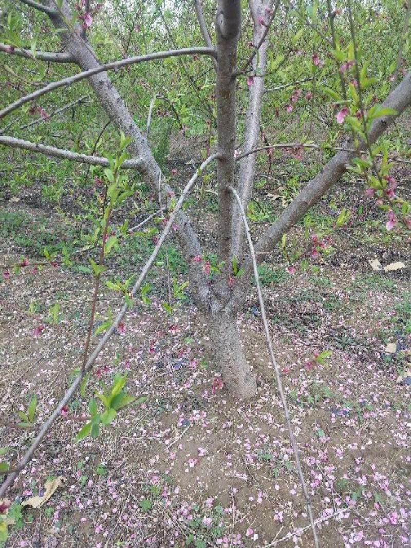 桃树8~10cm1.5~2米