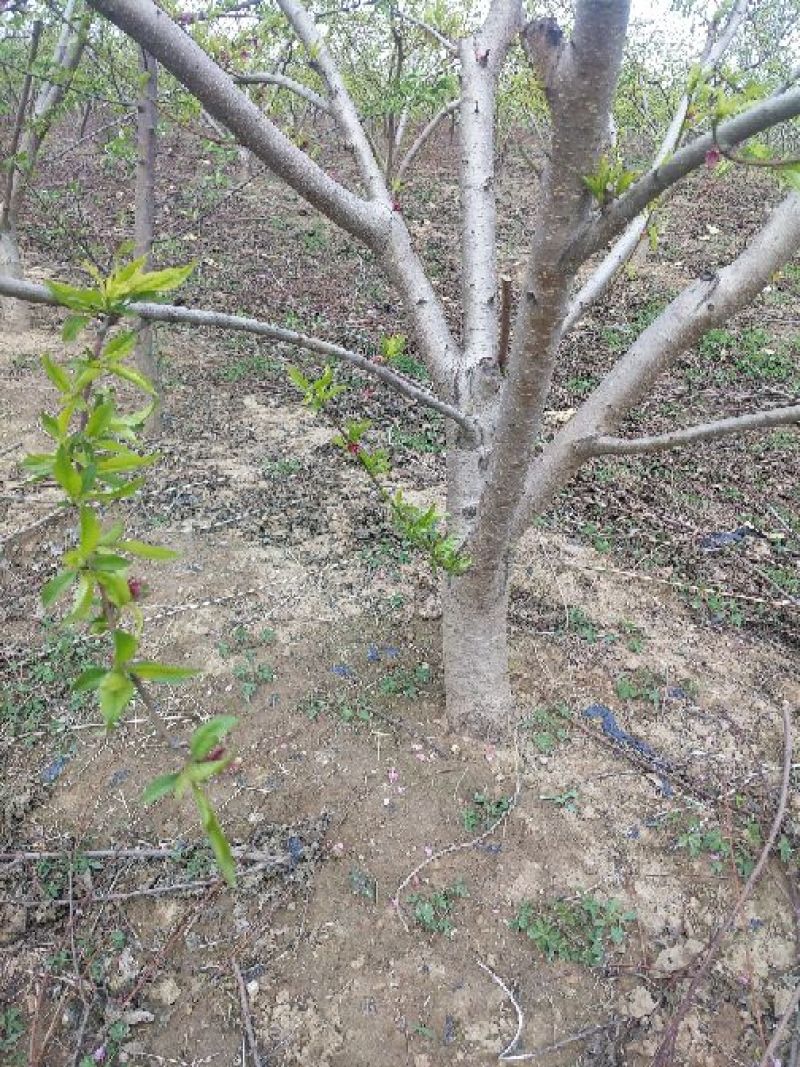 桃树8~10cm1.5~2米