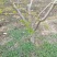 桃树8~10cm1.5~2米
