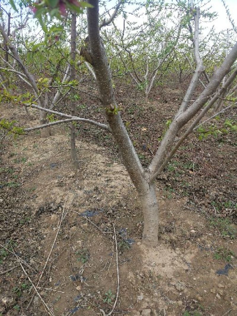 桃树8~10cm1.5~2米