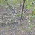 桃树8~10cm1.5~2米