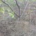 桃树8~10cm1.5~2米