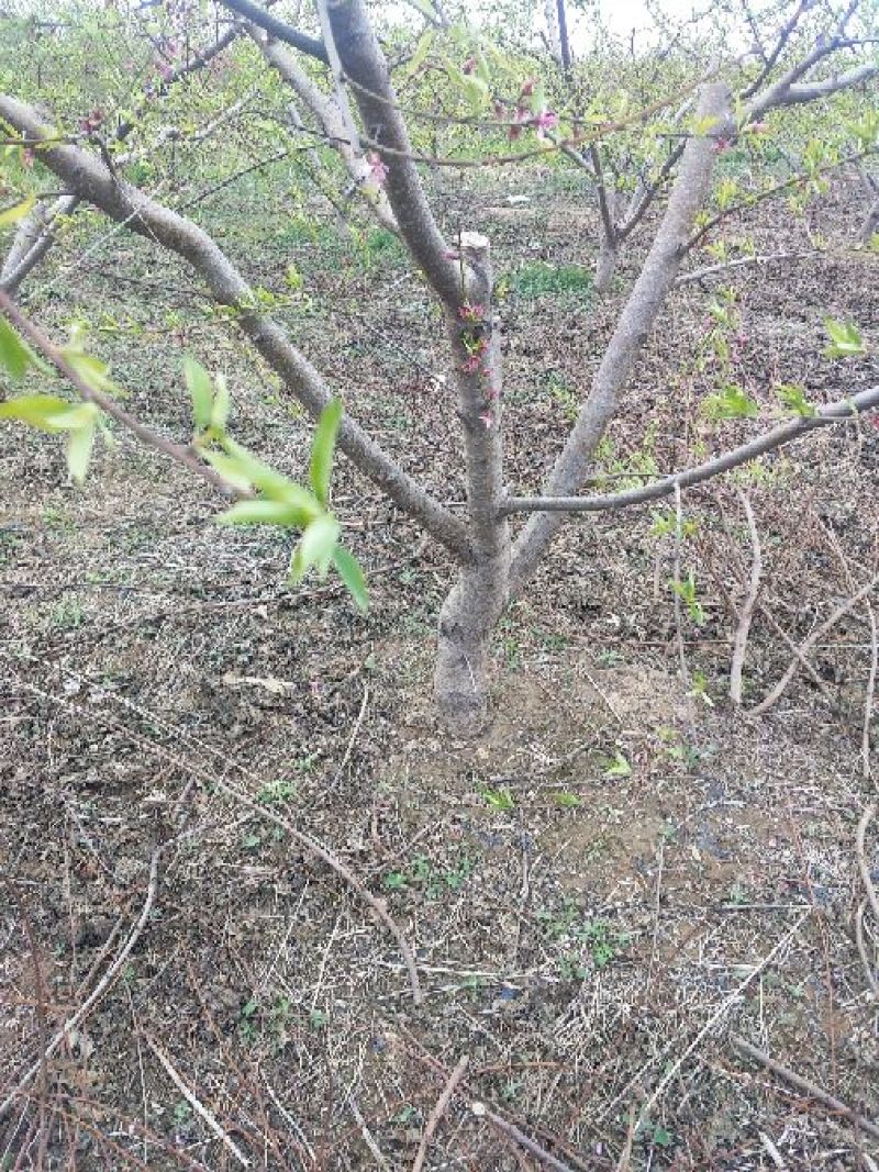 桃树8~10cm1.5~2米