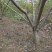桃树8~10cm1.5~2米