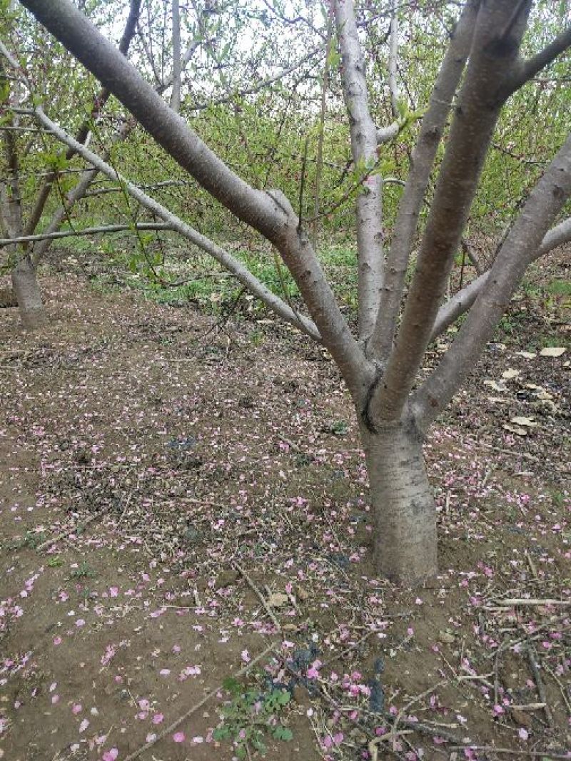 桃树8~10cm1.5~2米