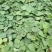 红薯苗西瓜蜜红薯苗白哈密日本红瑶榴莲蜜