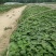 红薯苗西瓜蜜红薯苗白哈密日本红瑶榴莲蜜