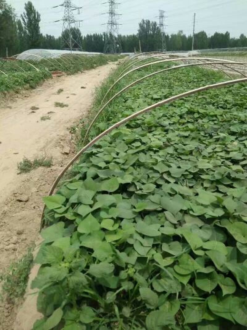 红薯苗西瓜蜜红薯苗白哈密日本红瑶榴莲蜜