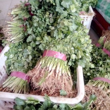 大叶香菜20~30厘米
