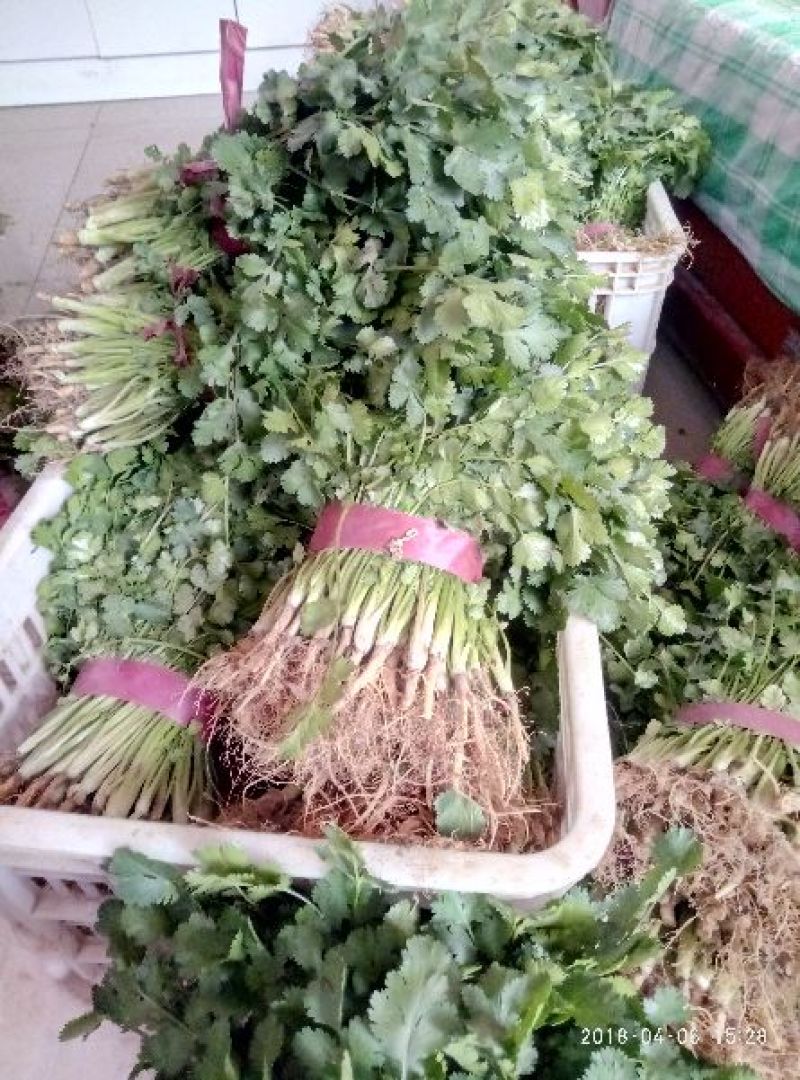 大叶香菜20~30厘米