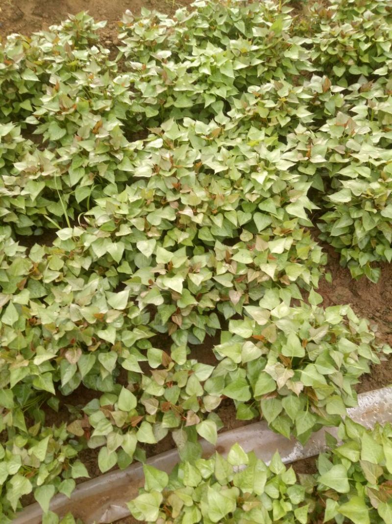 商薯19脱毒红薯种苗红薯苗15~25cm冷棚育苗