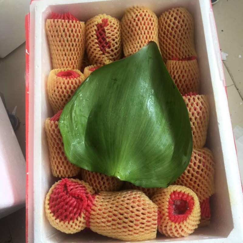 越南莲雾9~11厘米