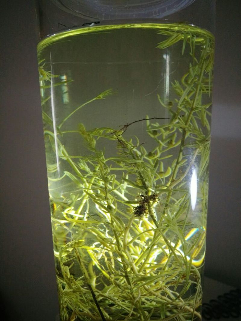 九仙草
