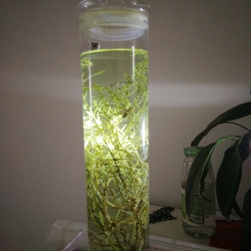 九仙草