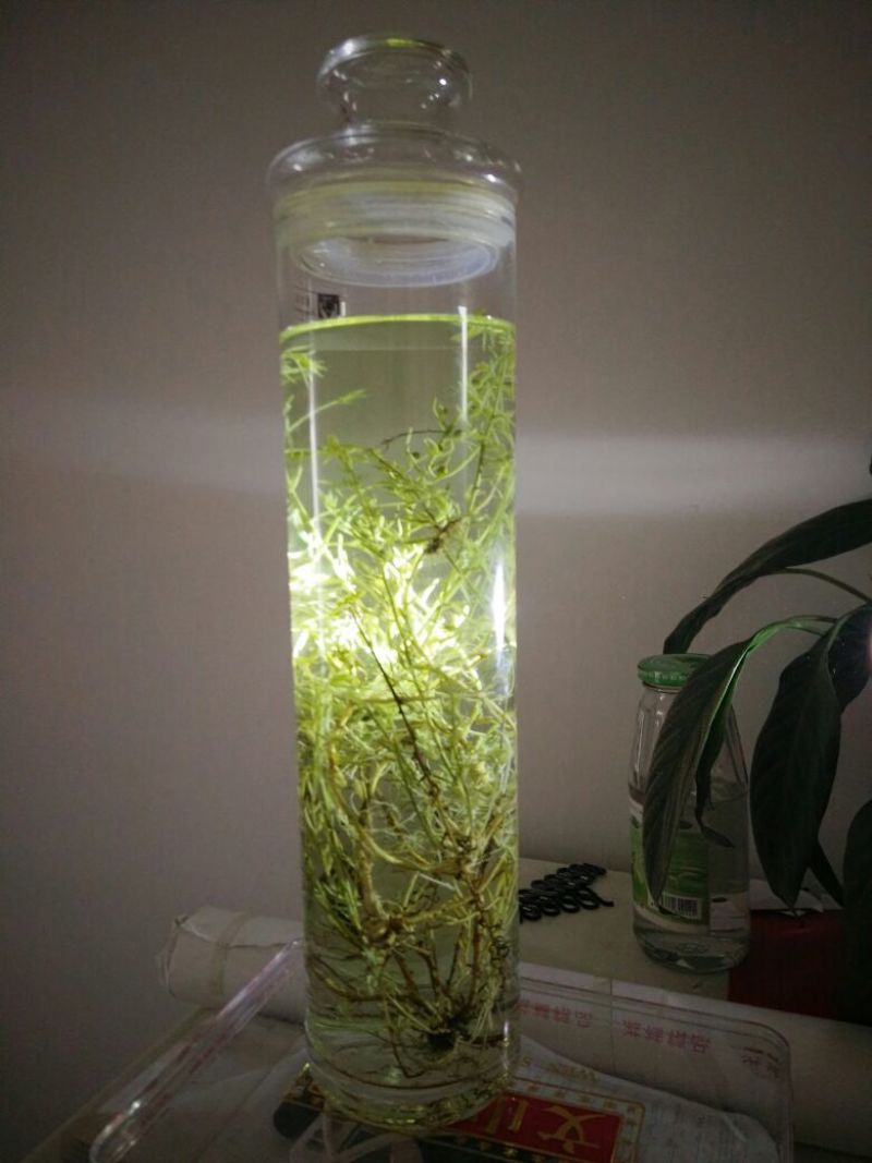 九仙草