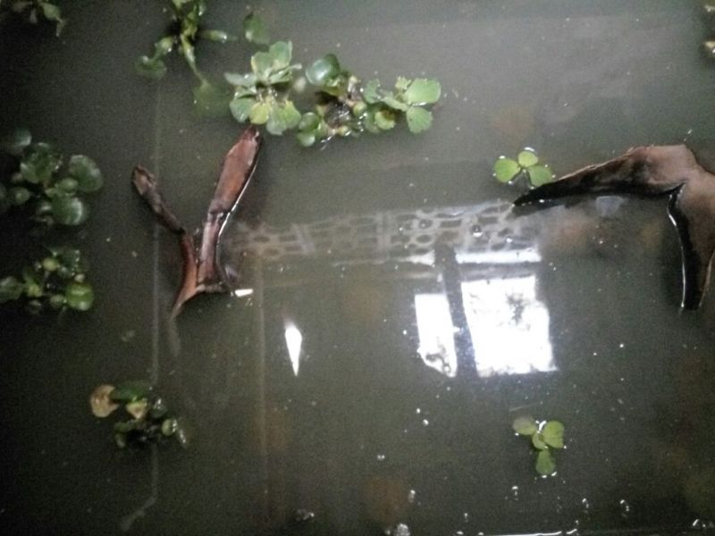 山瑞鳖0.5~1斤