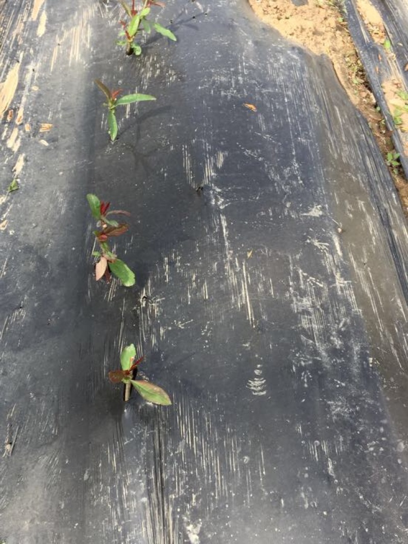 黑地膜除草专用膜0.6-2米宽