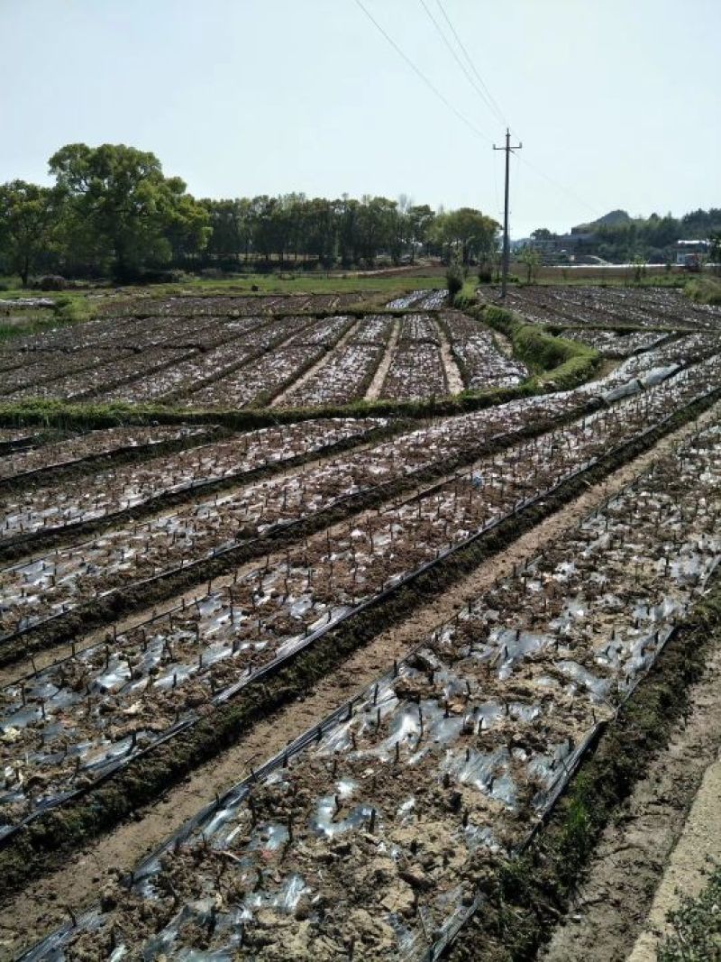 地膜黑色保温膜树苗扦插专用膜除草膜多种规格