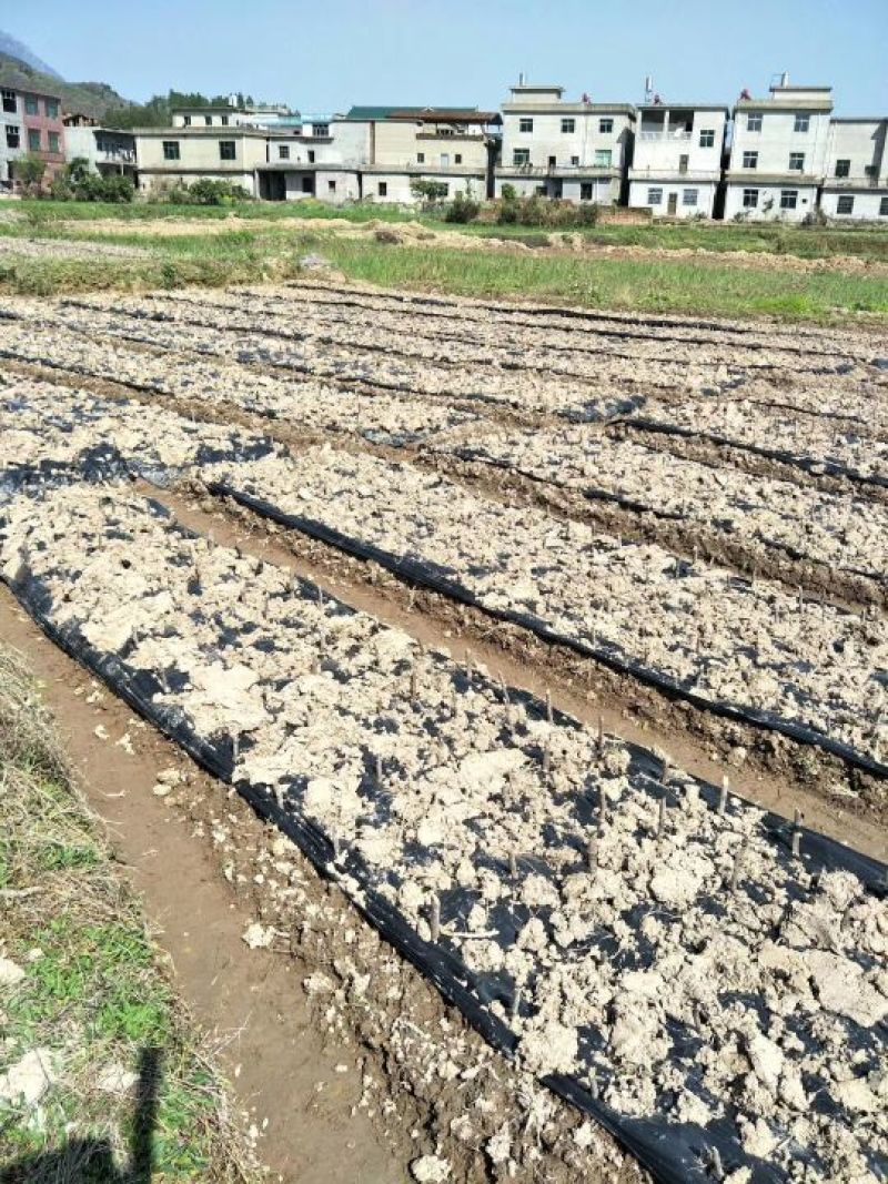 地膜黑色保温膜树苗扦插专用膜除草膜多种规格