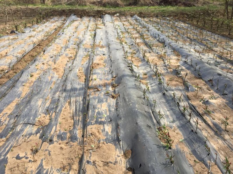 地膜黑色保温膜树苗扦插专用膜除草膜多种规格