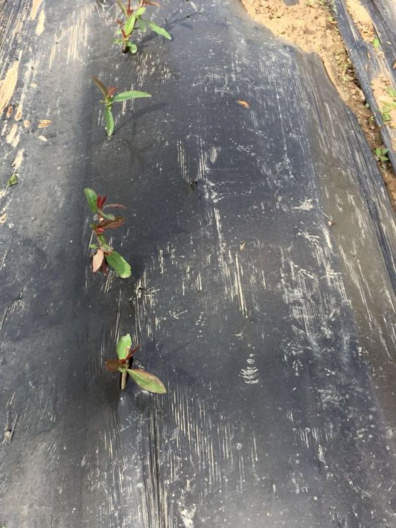 地膜黑色除草膜树苗扦插专用膜多种规格厂家直销