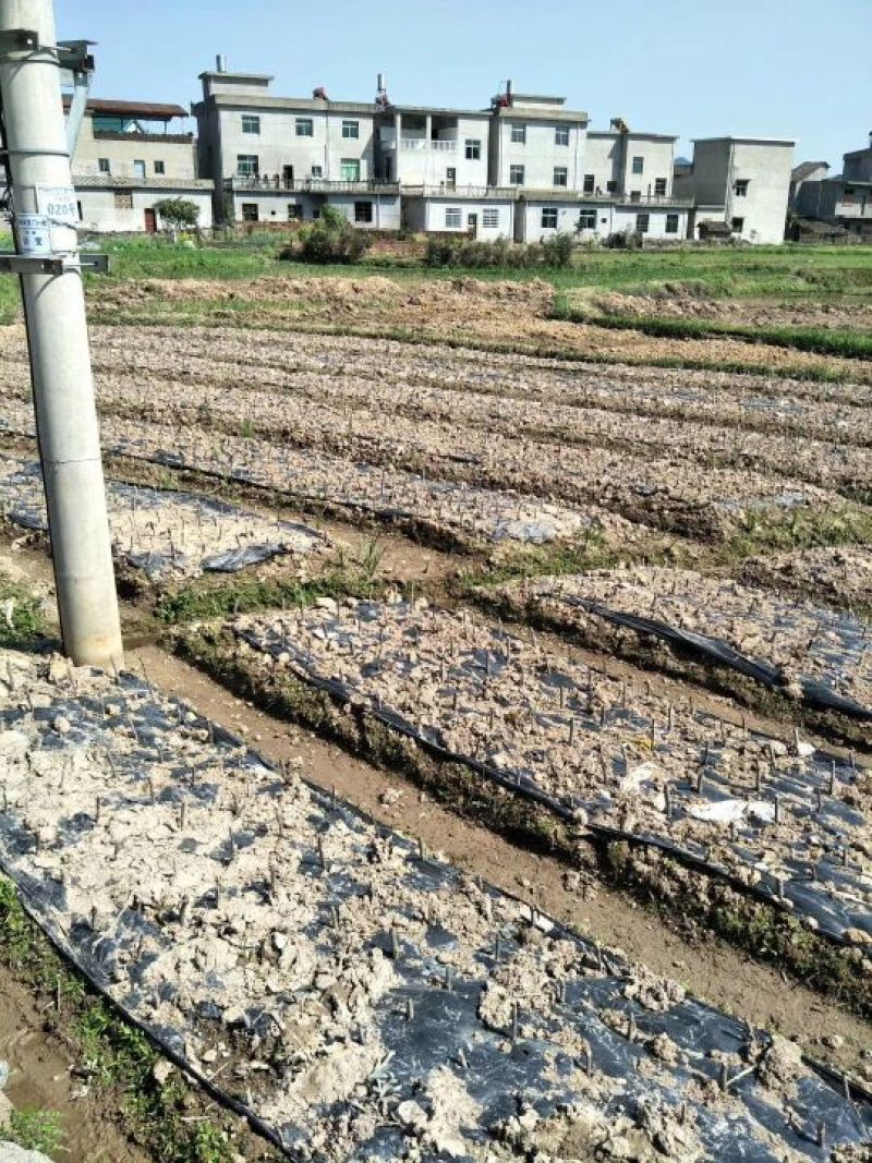 地膜黑色除草膜树苗扦插专用膜多种规格厂家直销