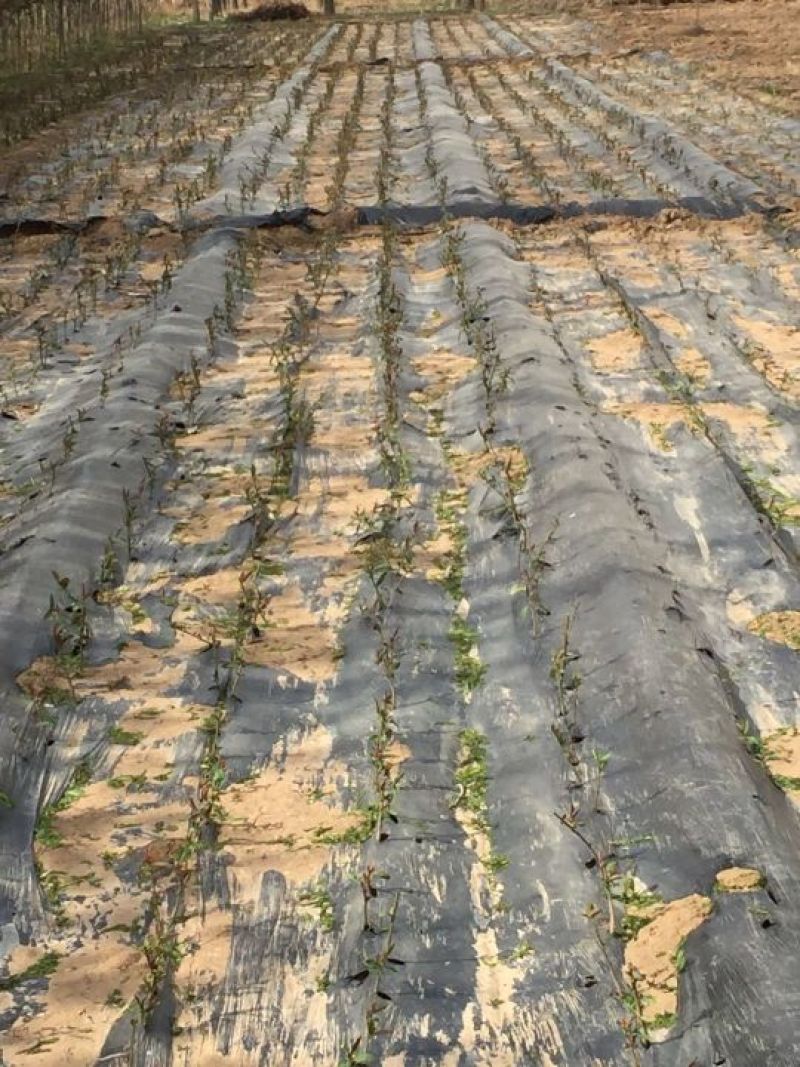地膜黑色除草膜树苗扦插专用膜多种规格厂家直销
