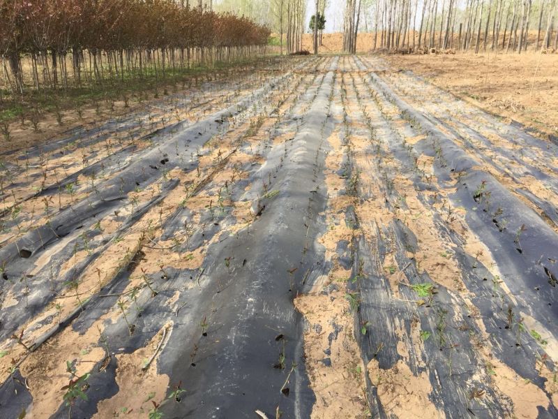 地膜黑色除草膜树苗扦插专用膜多种规格厂家直销